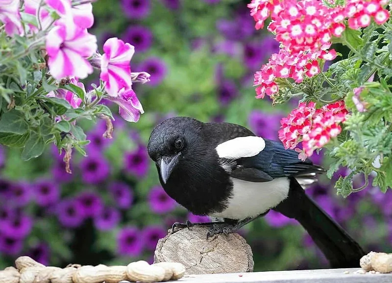 Chim khách thường được miêu tả là sứ giả mang đến những tin vui