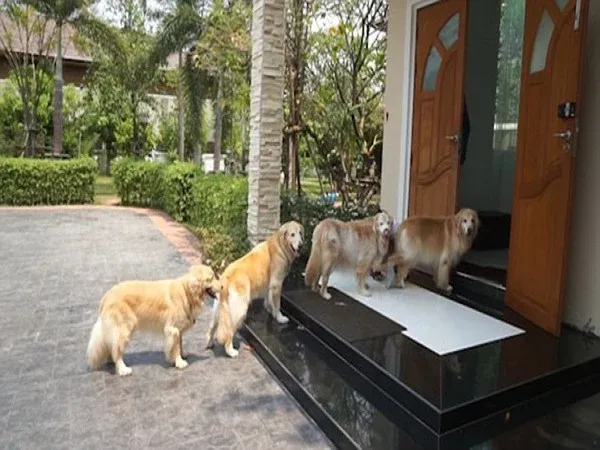 Một chú chó lông vàng đang ngồi canh gác trước cửa nhà