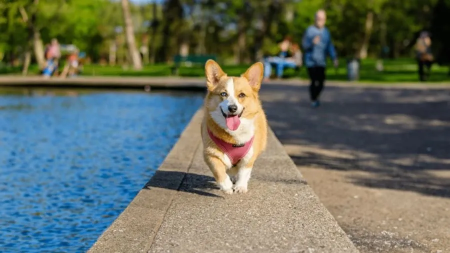 Hình ảnh một chú chó đáng yêu