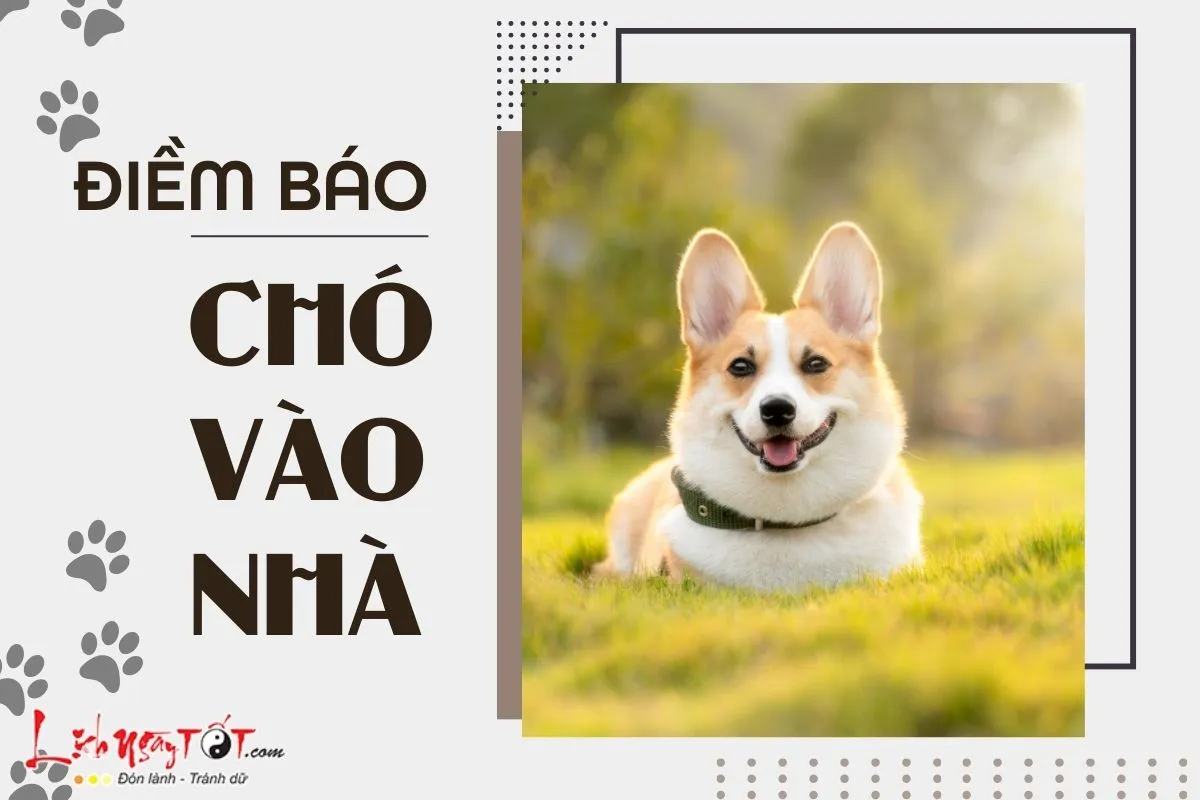 Chú chó lạ đang bước vào sân nhà, biểu tượng cho những điềm báo sắp đến