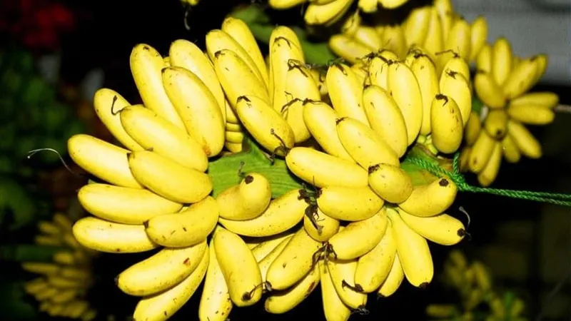 Chuối cau có thể chế biến thành nhiều món ngon miệng và bổ dưỡng