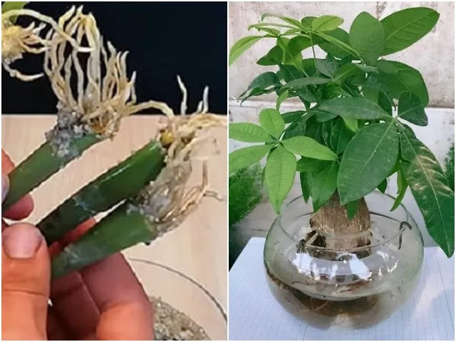Ba loại hoa cảnh giúp lọc không khí và mang lại may mắn tài lộc