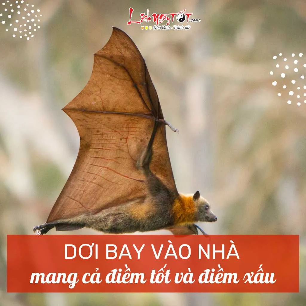 Hình ảnh một con dơi đang bay vào không gian bên trong ngôi nhà vào buổi tối