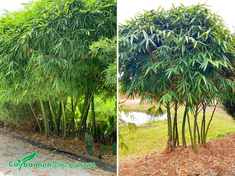 Những bụi cây Trúc Quan Âm lâu năm cao khoảng 2m trở lên