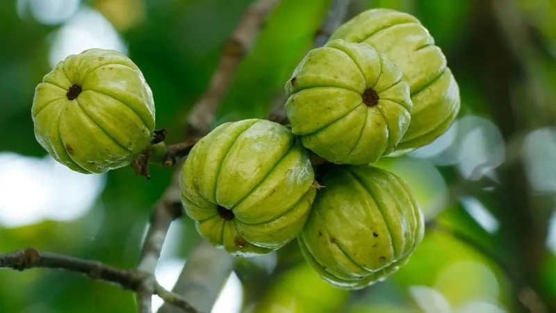 Thành phần dinh dưỡng dồi dào có trong vỏ quả bứa