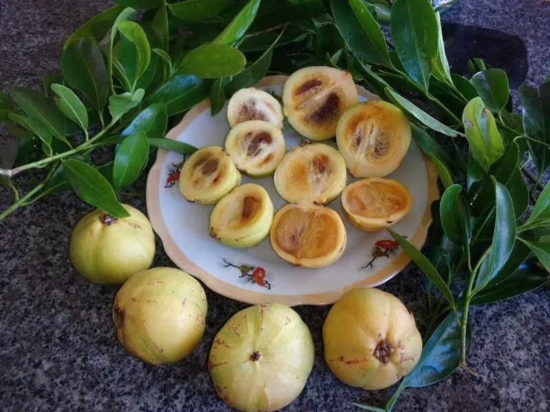 Quả bứa tươi được dùng làm gia vị trong các món ăn Việt, mang lại hương vị chua thanh đặc trưng