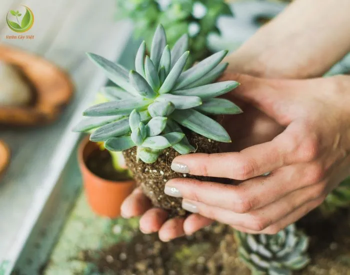 Cây sen đá có cách trồng khá đơn giản