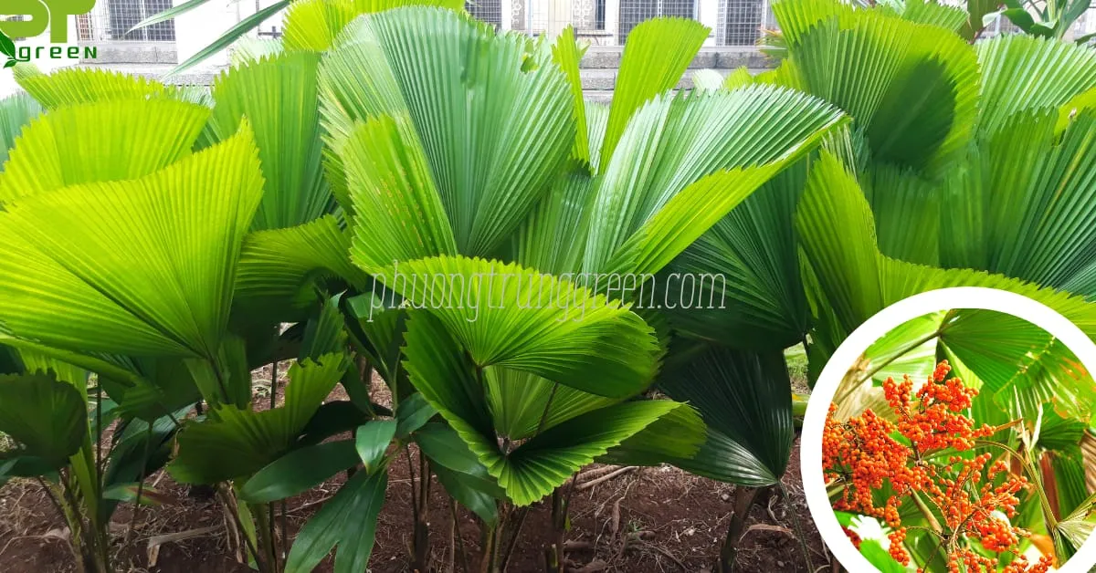 Đặc điểm cây Kè Nhật