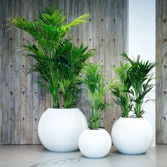 Đặc điểm của cây cau Hawai