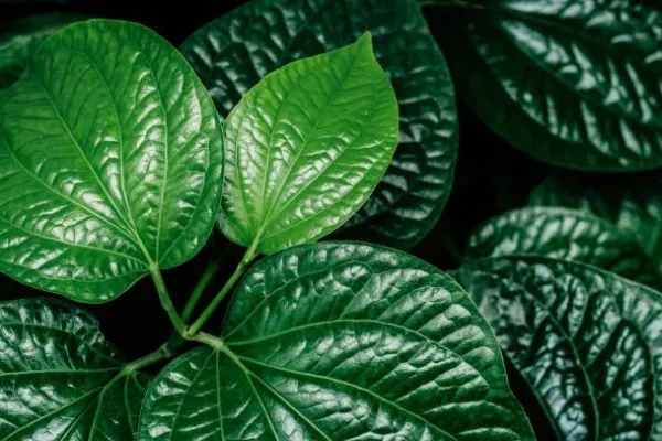 đặc điểm của lá lốt