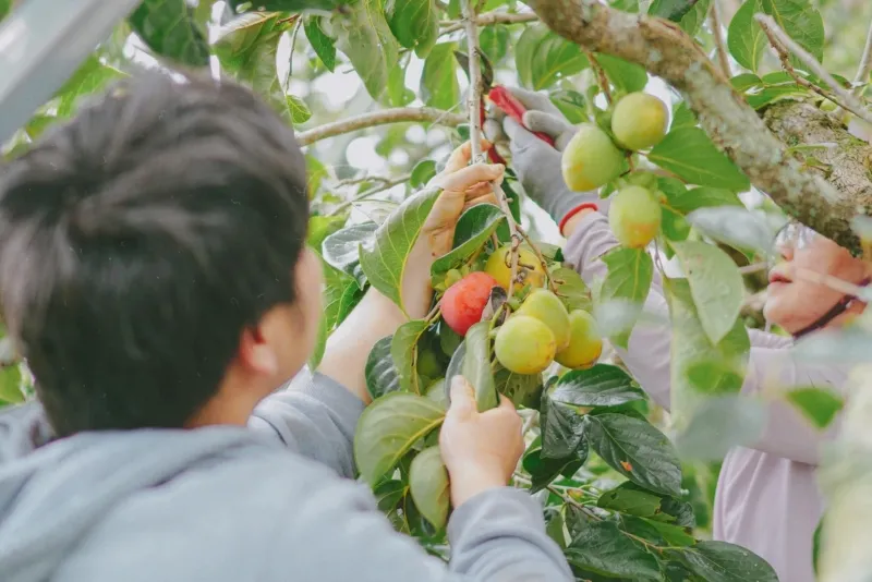 Thu hoạch hồng trên những triền đồi Đà Lạt