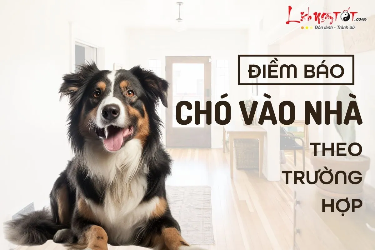 Các dấu hiệu và điềm báo khi chó lạ xuất hiện trong nhà