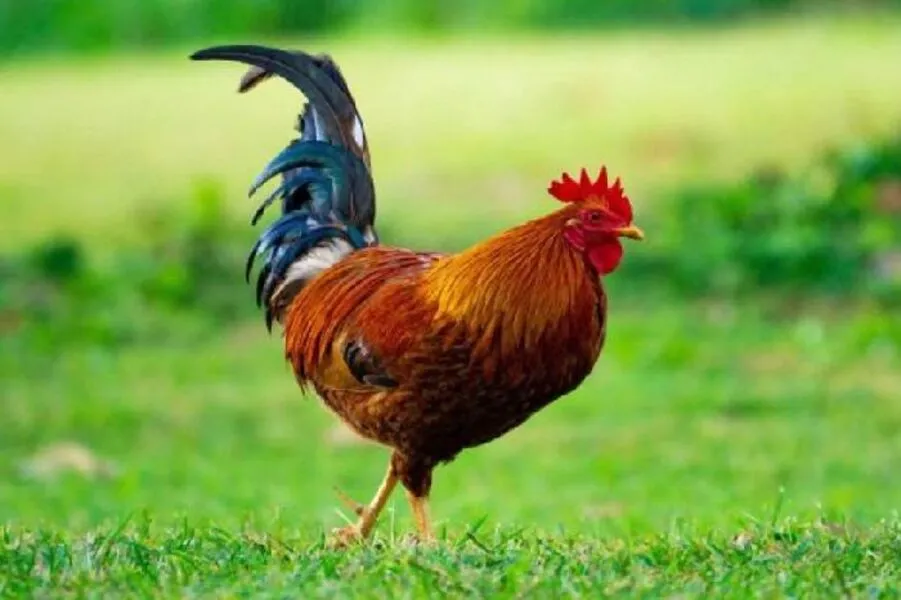 Điểm báo nào khi gà vào nhà đẻ trứng?