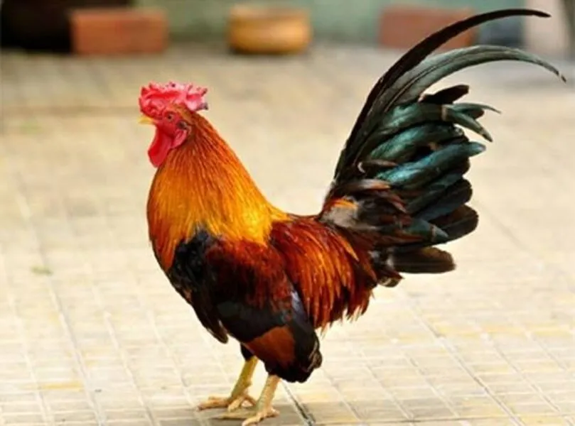 Điểm gì khi có gà trống vào nhà bạn và gáy vào ban đêm?