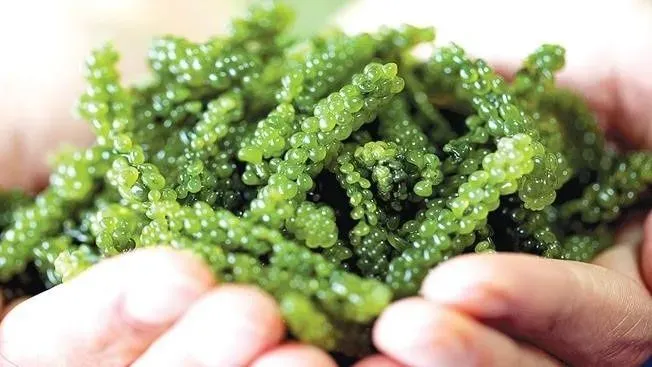 Bảng so sánh dinh dưỡng, thể hiện thông tin về calo và chất dinh dưỡng