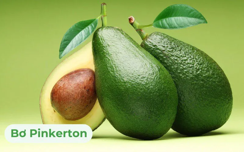 Bơ Pinkerton có tỷ lệ thịt quả đạt khoảng 70%