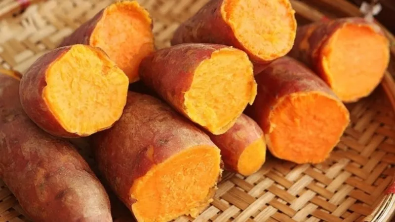 Những củ khoai lang mật tươi ngon, được trồng tại vùng đất màu mỡ