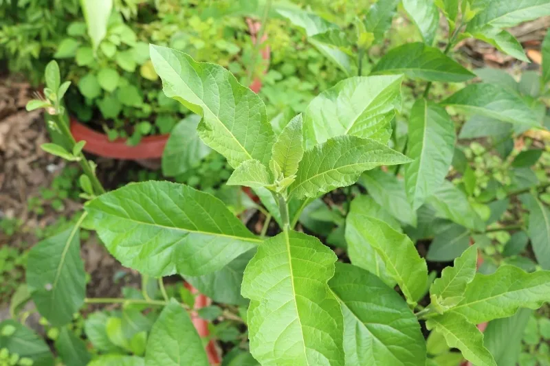 Cây lá đắng thường mọc hoang ở các tỉnh miền núi phía Bắc Việt Nam