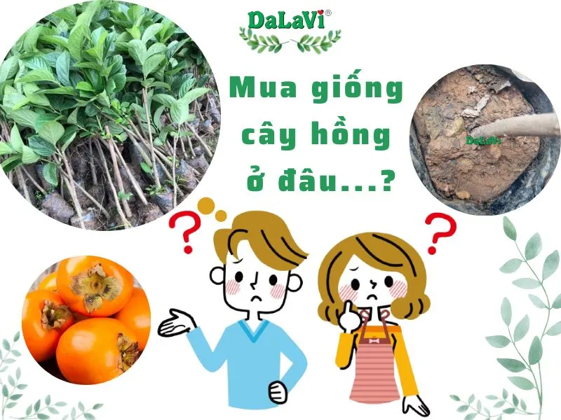 Người yêu hồng đang ngắm nhìn vườn cây hồng trĩu quả