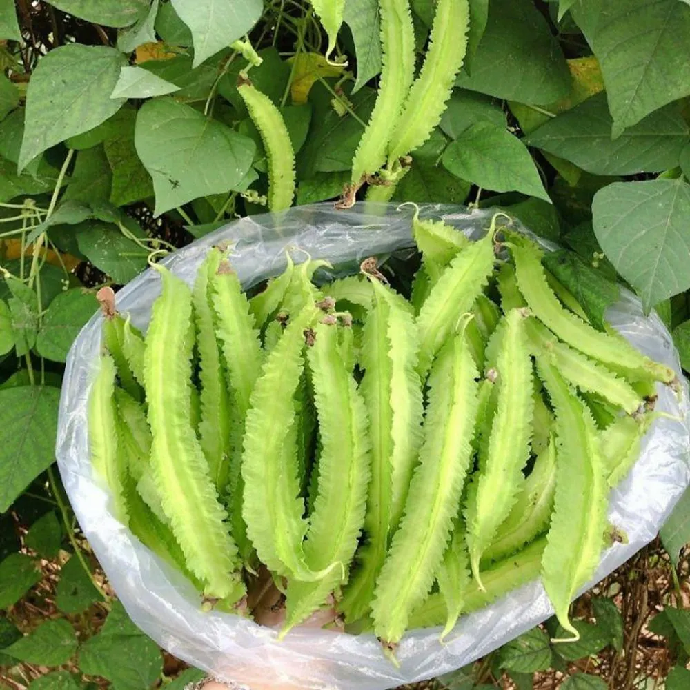 Đậu rồng giúp giảm đau đầu, đau nửa đầu do căng thẳng