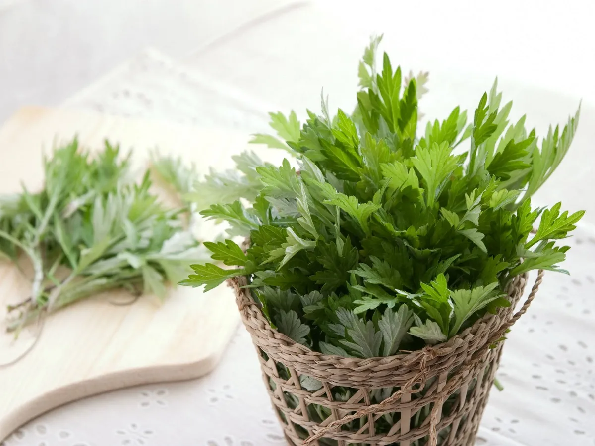 Cây ngải cứu tươi xanh