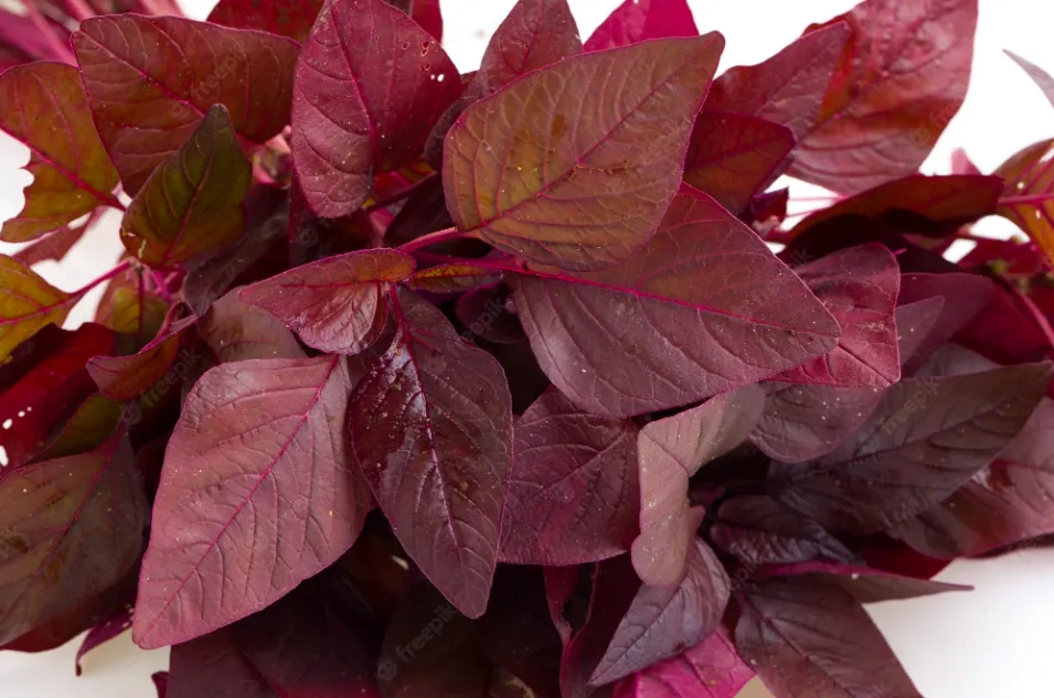 Rau dền tươi xanh cùng các loại thực phẩm khác, minh họa những kiêng kỵ khi kết hợp