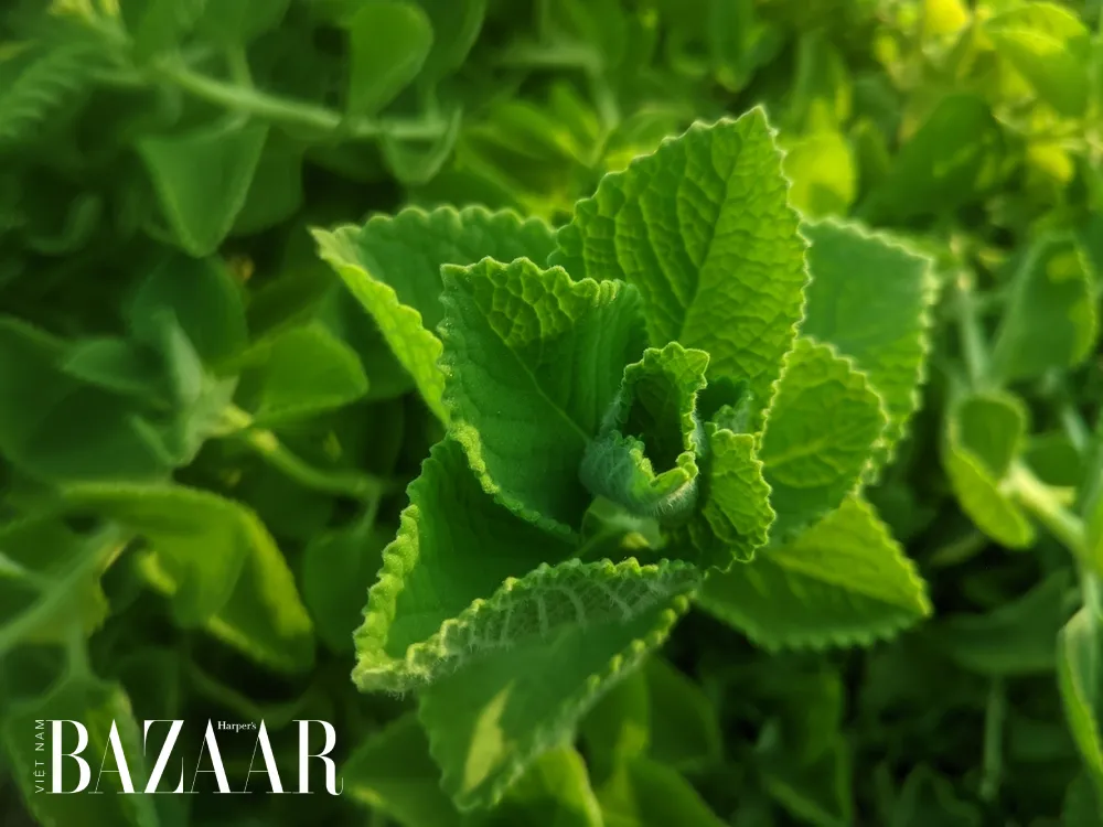 Cây rau tần dày lá còn gọi là húng chanh, loại cây thân thảo với nhiều công dụng