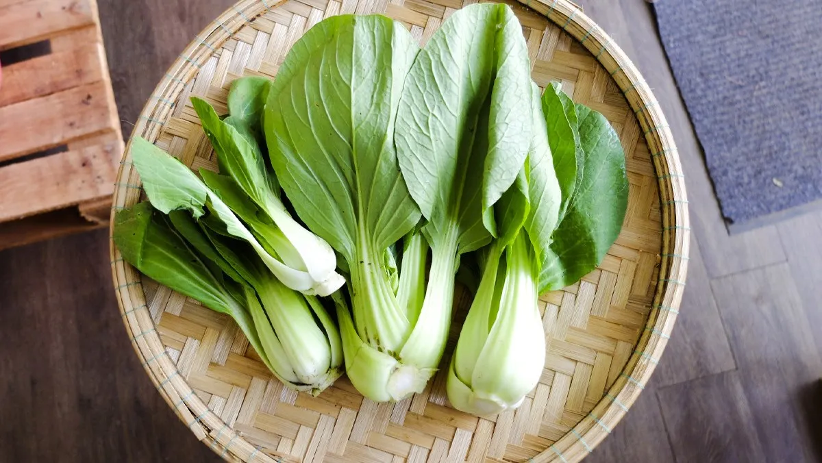 Cải thìa xanh mướt