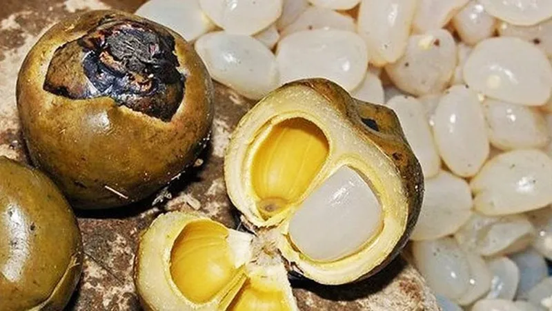 Hạt đác tươi và hạt đác rim đường thơm ngon