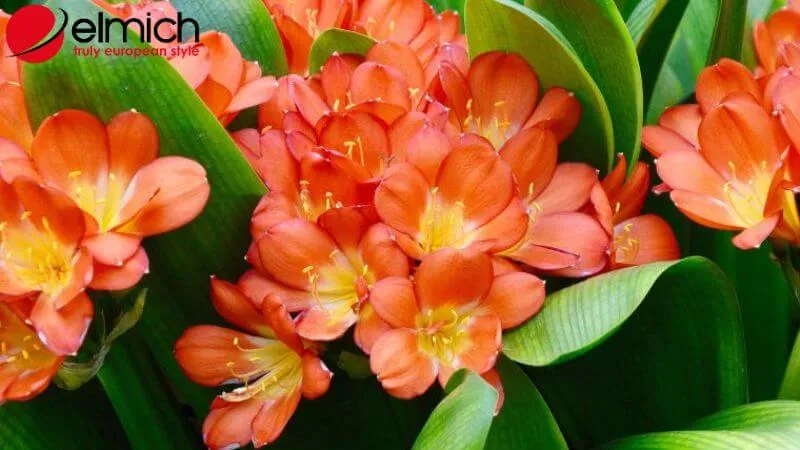 HÃ¬nh 11: Lan QuÃ¢n Tá»­ Ä‘áº¡i diá»‡n cho Ã½ chÃ­ kiÃªn cÆ°á»ng trong phong thá»§y