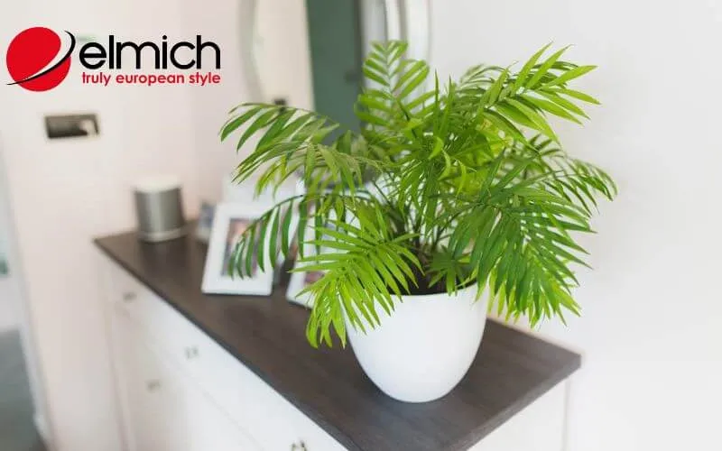 HÃ¬nh 3: Cau Tiá»ƒu TrÃ¢m lÃ  lá»i giáº£i Ä‘Ã¡p cho cÃ¢u há»i má»‡nh há»a há»£p cÃ¢y gÃ¬Â 