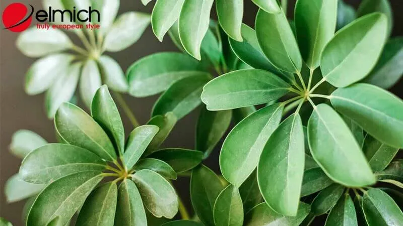 HÃ¬nh 6: NgÅ© Gia BÃ¬ Ä‘áº¡i diá»‡n cho sá»± sang trá»ng vÃ  quyá»n quÃ½
