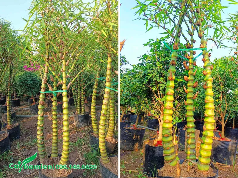 Những bầu cây Trúc Quan Âm 3 thân cao gần 2m
