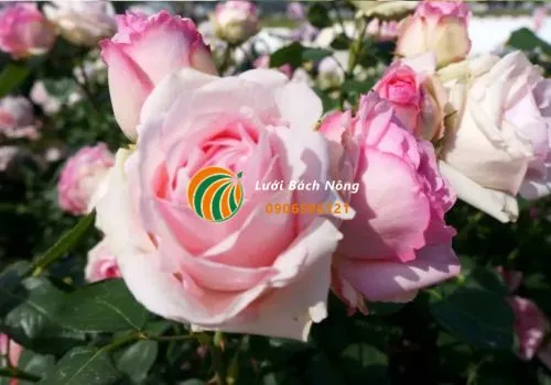 Muối Epsom là bí quyết giúp hoa hồng nở đẹp, sai hoa và phát triển mạnh mẽ
