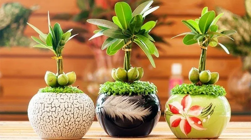 Hoa kim quế là một trong những hoa hợp với mệnh Kim, rất tốt để trang trí trong nhà. Ảnh minh họa.