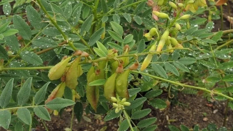Hoàng kỳ là một loại cây sống lâu năm, có rễ cái dài và mọc sâu