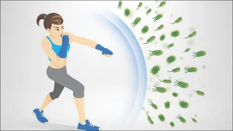 Hoàng kỳ giúp tăng cường hệ miễn dịch của cơ thể