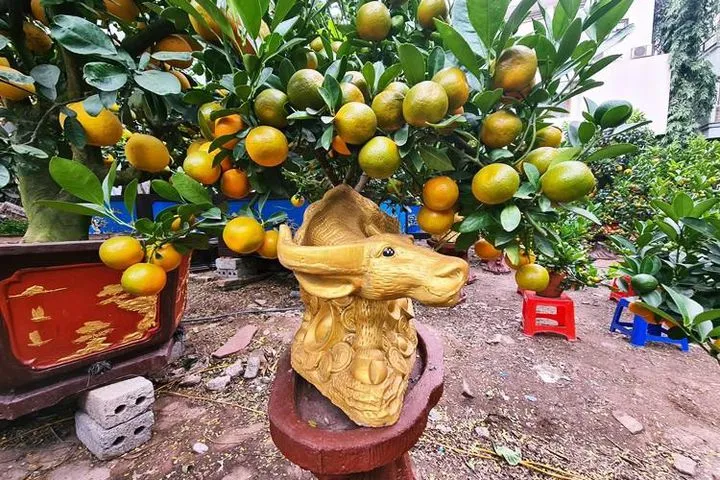 Cây quất được trang trí rực rỡ đón Tết