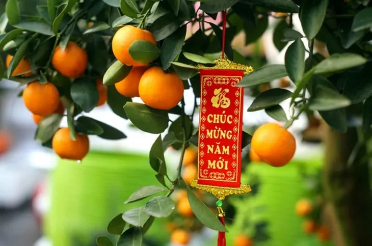 Cách trang trí cây quất ngày Tết thêm đẹp và ý nghĩa