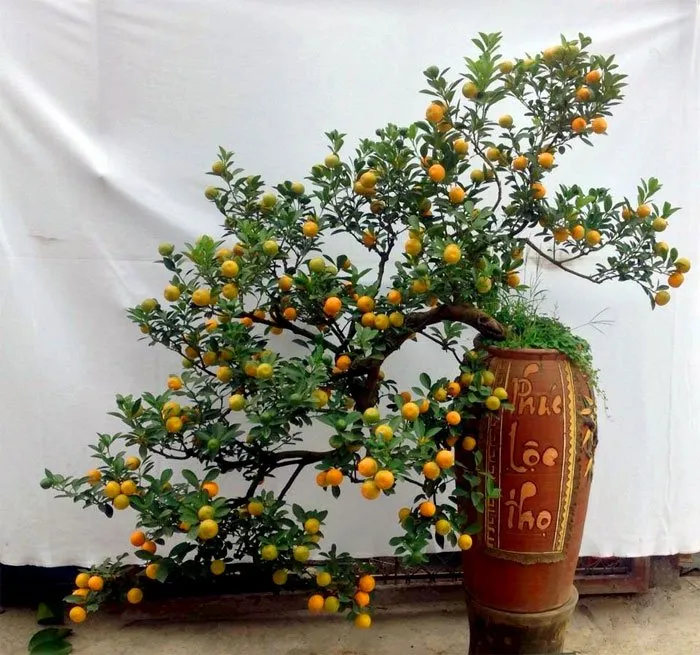 Cây quất dáng thác đổ độc đáo và ấn tượng