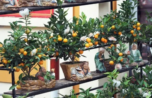 Chậu cây quất hình ông Địa mang lại bình an