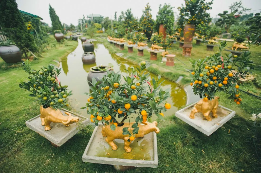 Những chậu cây quất độc đáo trang trí dịp Tết