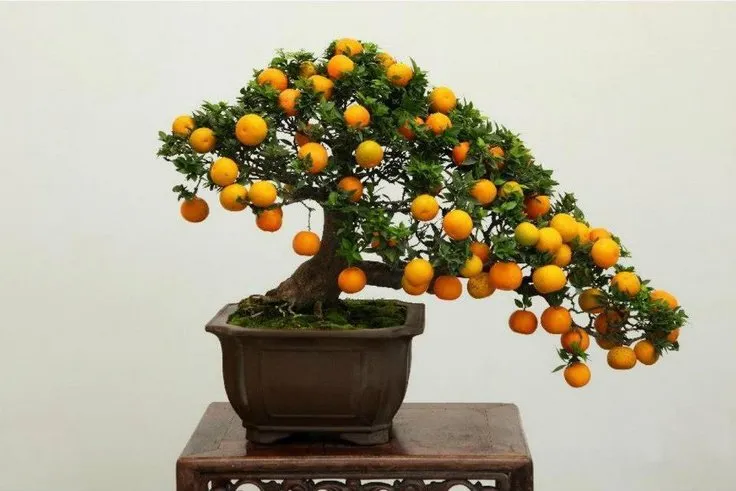 Cây quất thế nghiêng với trái sum suê
