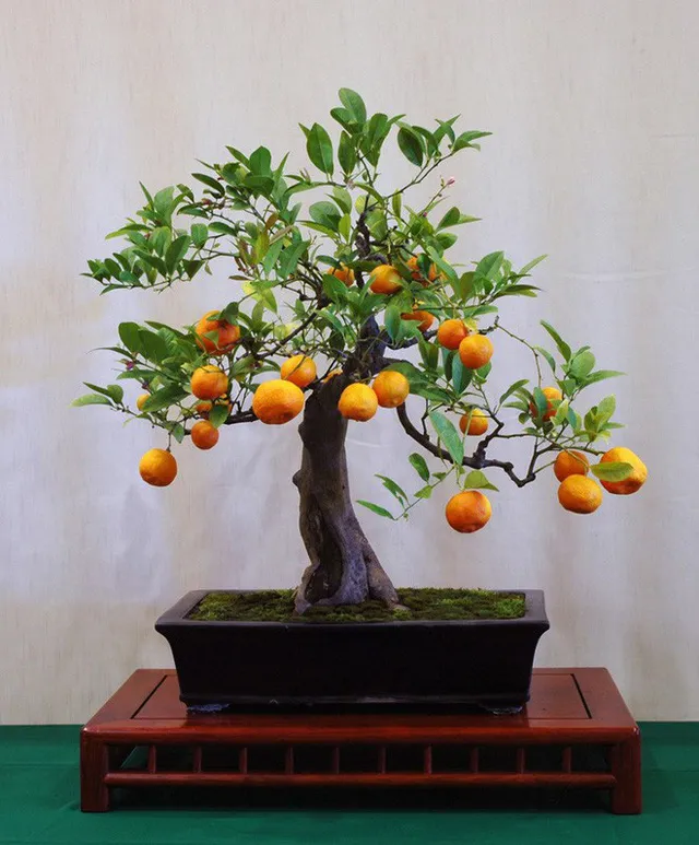 Cây quất bonsai mini đơn giản nhưng tinh tế