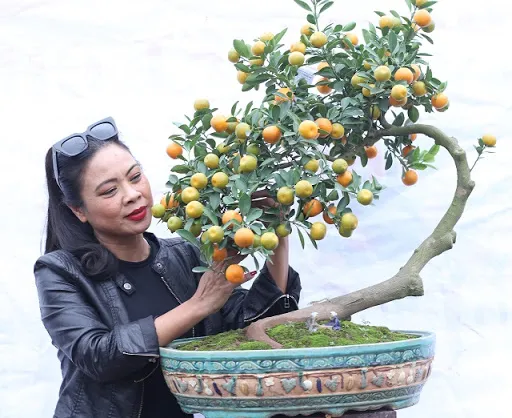 Chậu quất bonsai với thân cây uốn lượn độc đáo