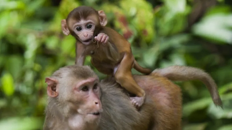 Một người đàn ông đang chăm chú làm việc, biểu tượng cho sự thông minh và nỗ lực của người tuổi Thân