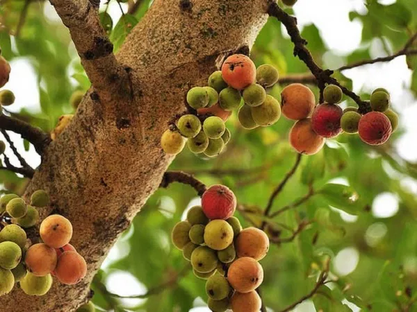 Cây Sung Ta với tán lá xanh tươi và những chùm quả mọc dọc thân