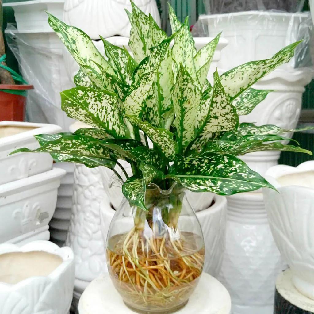 Chậu cây ngọc ngân trang trí nội thất