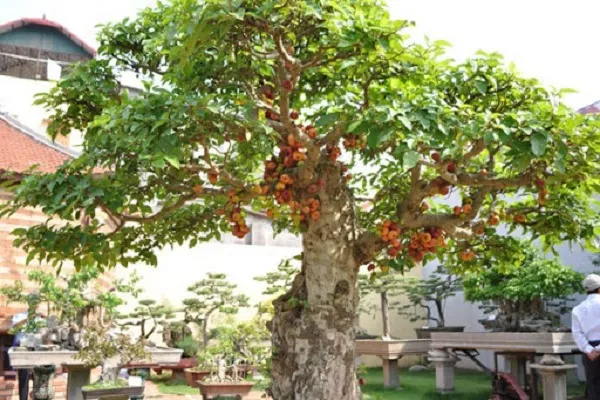 Cây Sung cảnh được đặt ở nơi có ánh sáng phù hợp để phát triển khỏe mạnh
