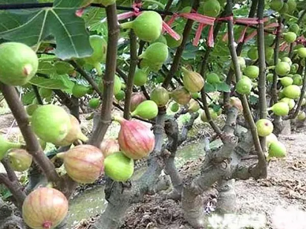 Cây Sung Mỹ với những quả hình dáng độc đáo, khác biệt so với Sung Ta